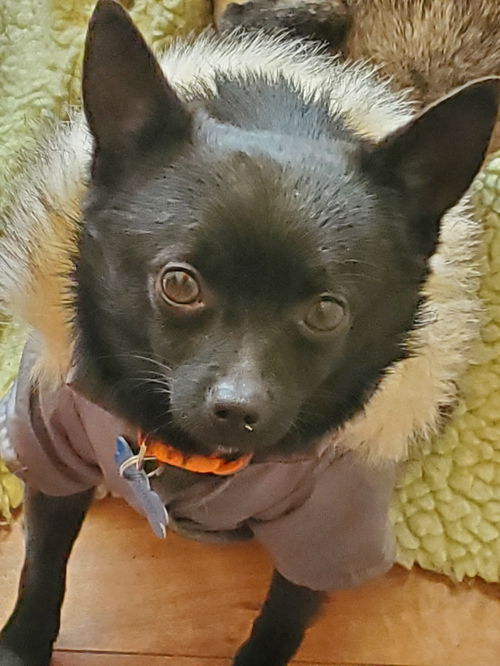 Elvis