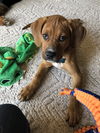 Reba