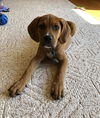 Reba