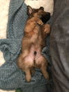 Rascal