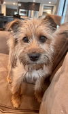 Elroy