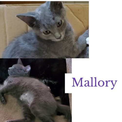 Mallory