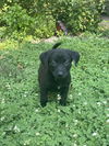 Ted