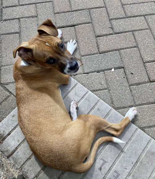 Nova