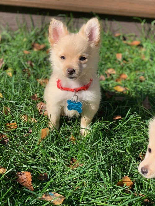Elsa