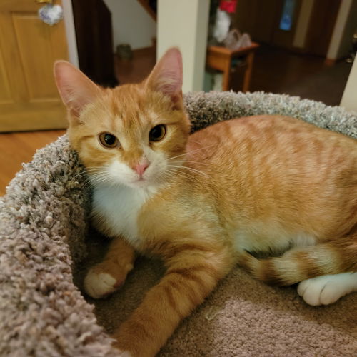 Enzo