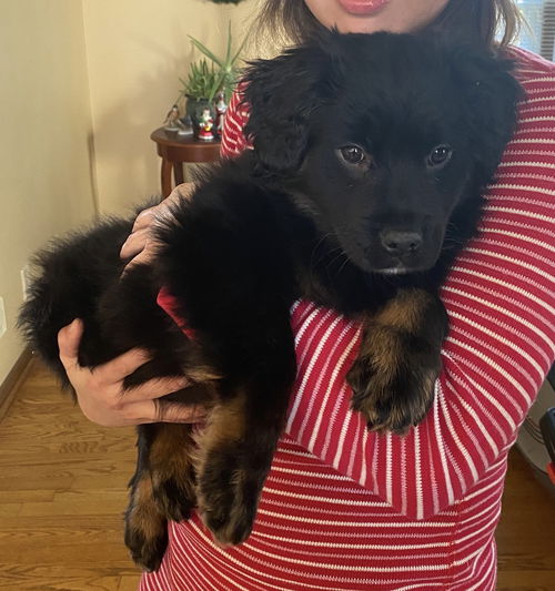 Zuzu