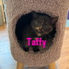 Taffy