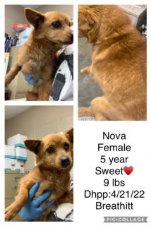 Nova