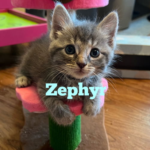 Zephyr