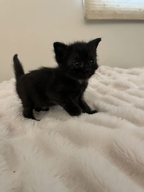 Eloise