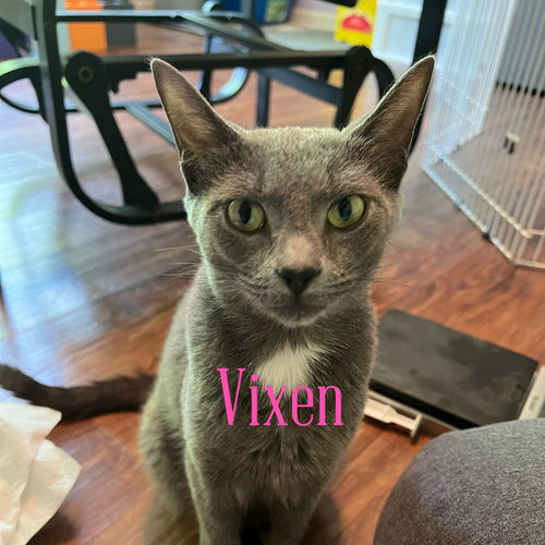 Vixen