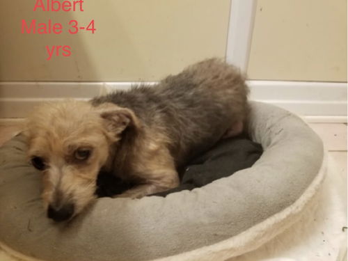 Albert