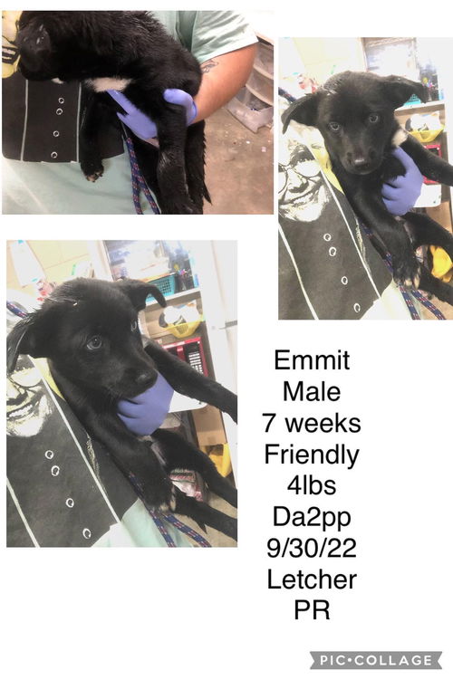 Emmit