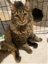 adoptable Cat in naperville, IL named Scoots