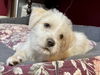 Elvis aka Lucky