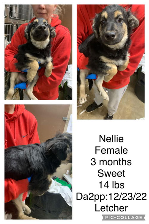 Nellie