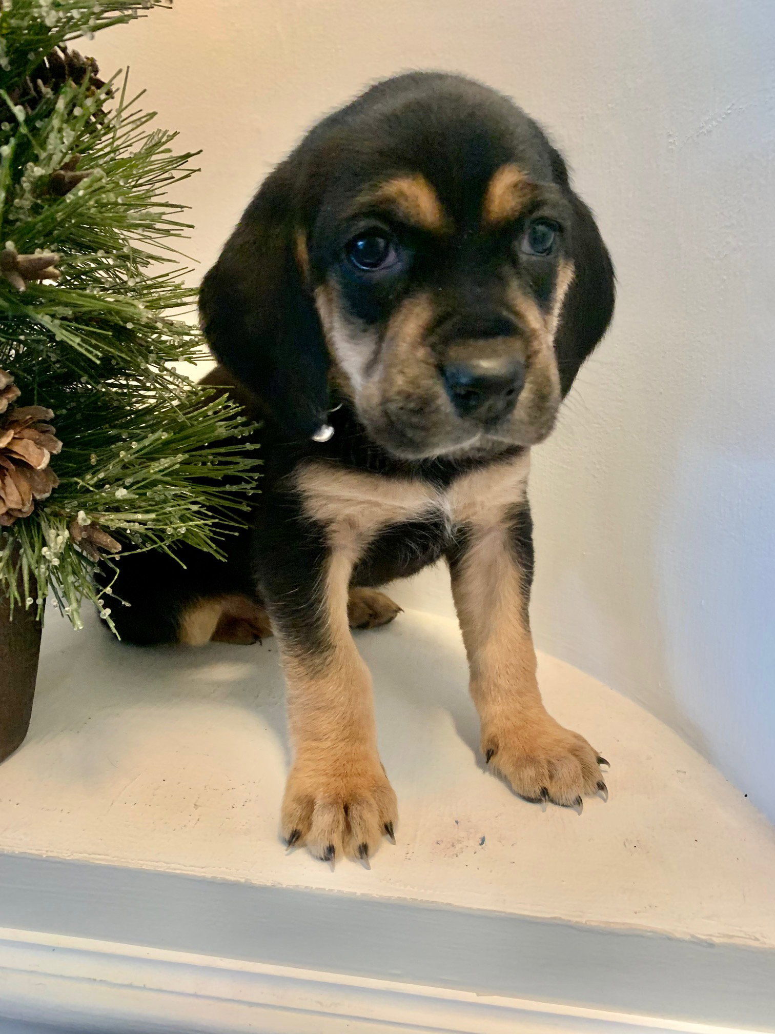 Dog for Adoption Cinnamon, a Labrador Retriever in Rolling Meadows
