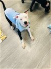 adoptable Dog in naperville, IL named Carly