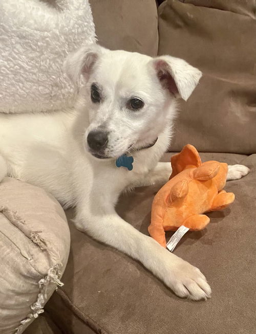 Dogs for Adoption in Kankakee, Illinois | Alpha Paw Dogs for Adoption in Kankakee, Illinois | Alpha Paw