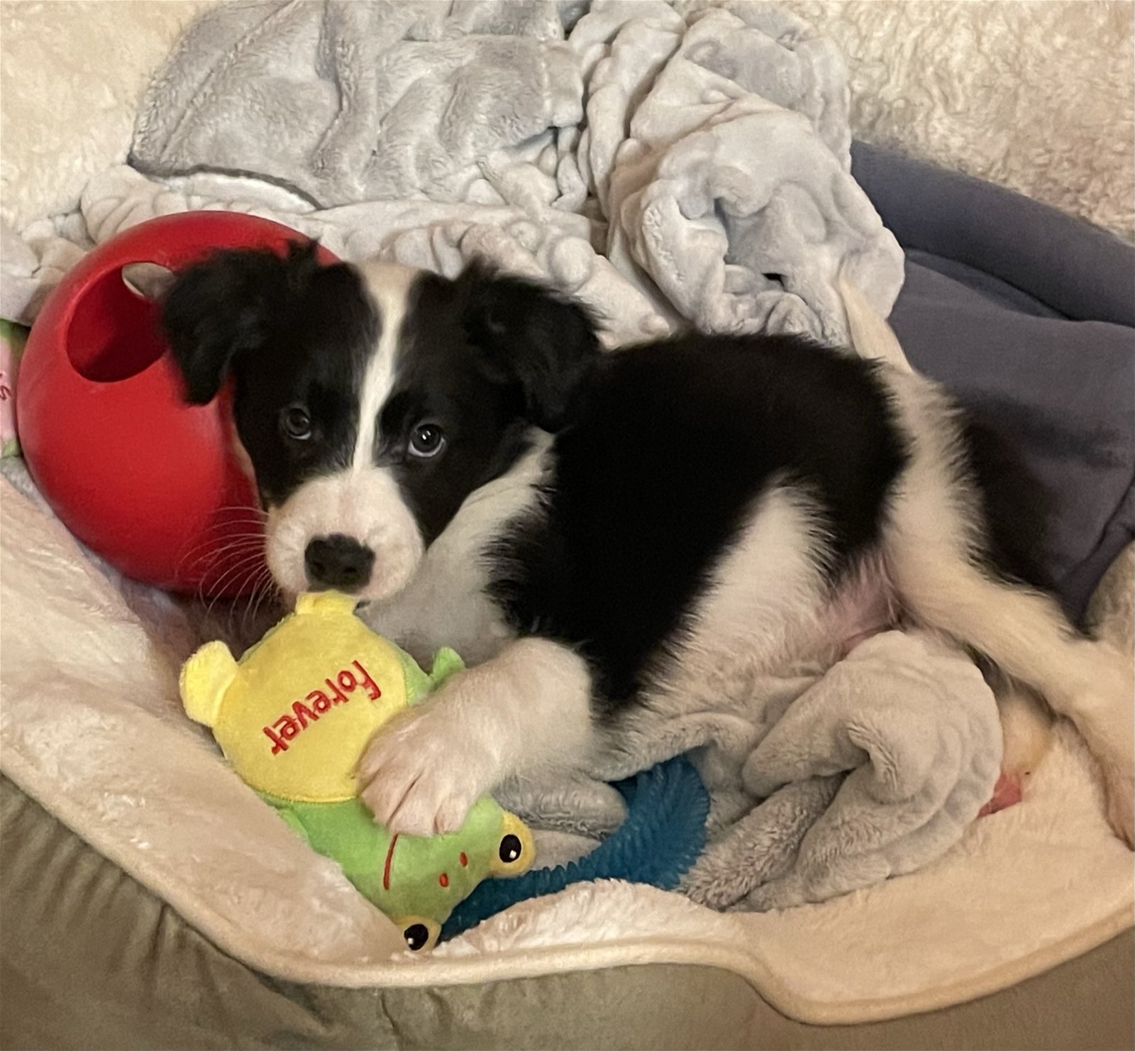 Dog for Adoption - Elliot, a Border Collie in Kankakee County, IL | Alpha  Paw