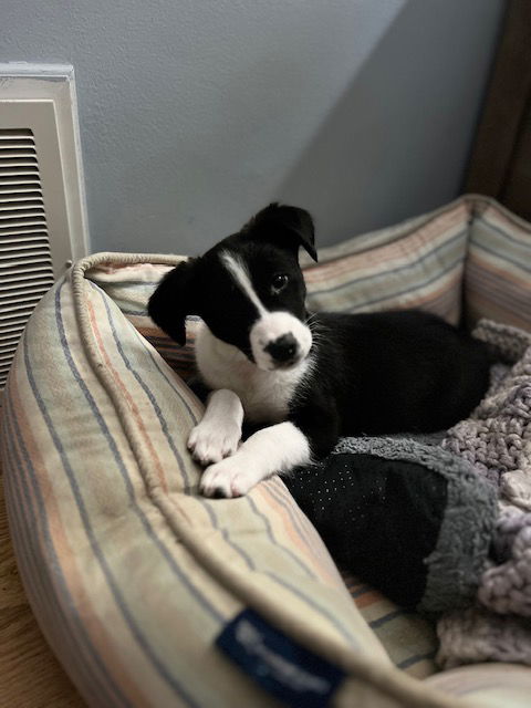 Dog for Adoption Ellie a Border Collie in Bourbonnais IL