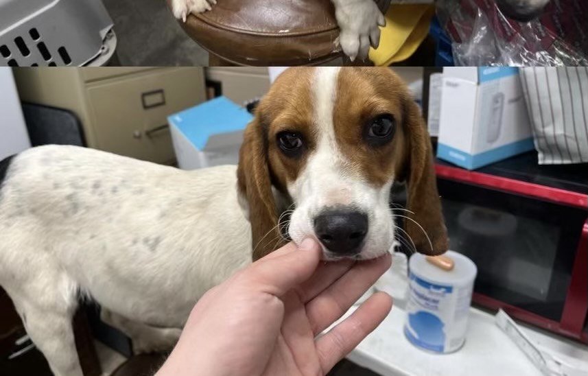 Dog for Adoption - Chief, a Beagle in Libertyville, IL | Alpha Paw