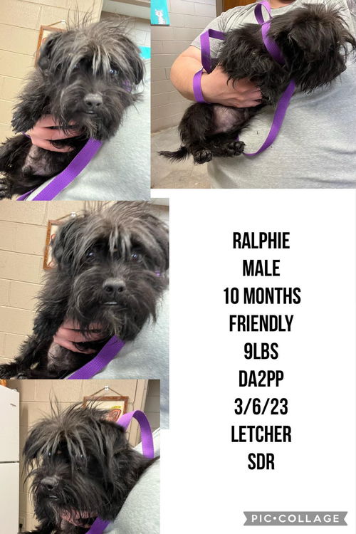 Ralphie