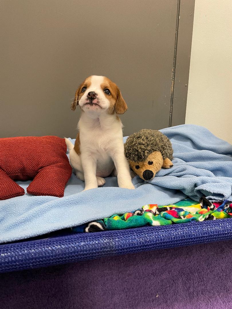 Dog for Adoption Tiana, a Beagle in Tinley Park, IL Alpha Paw