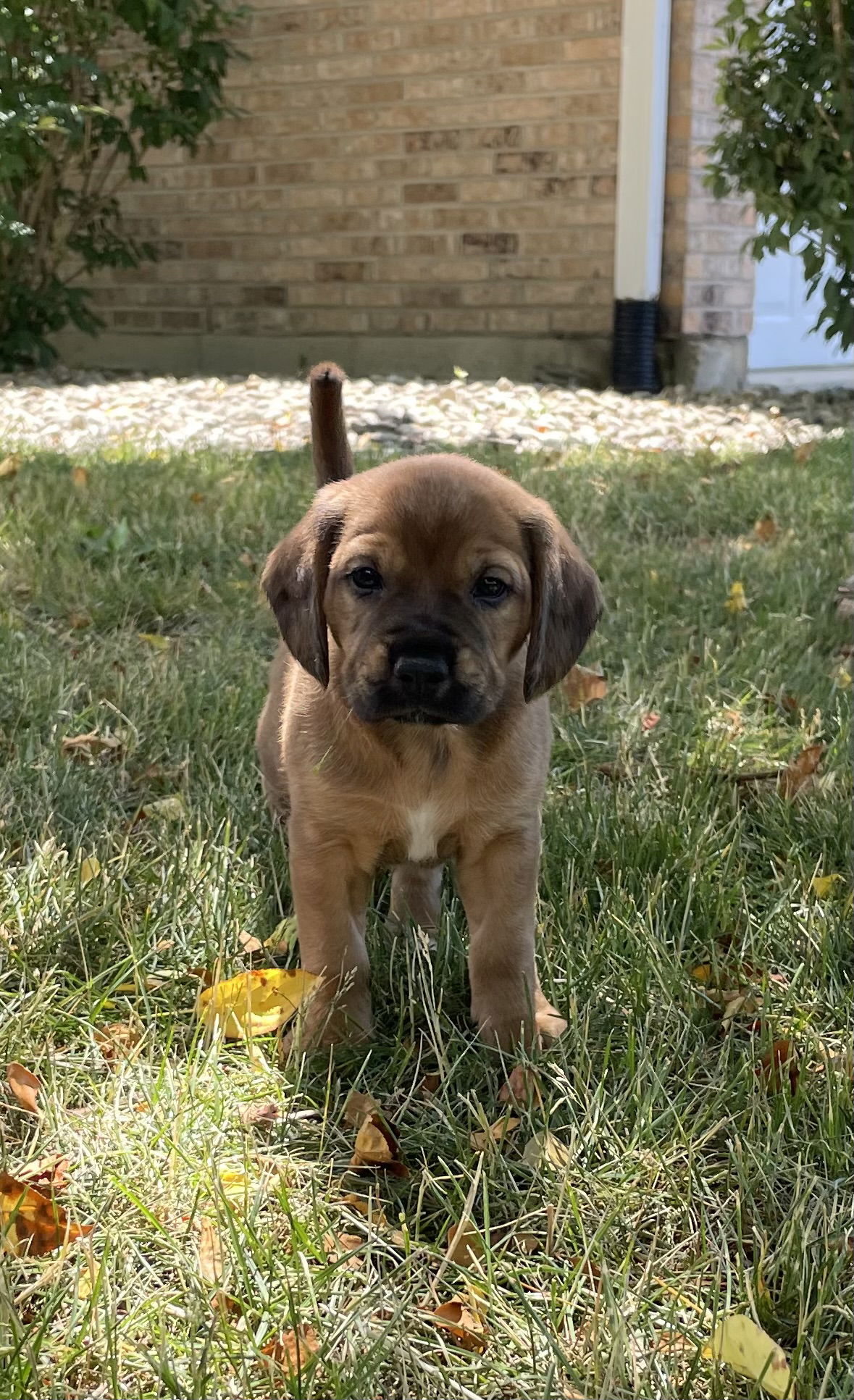 Dog for Adoption - Caesar, a Beagle in Frankfort, IL | Alpha Paw