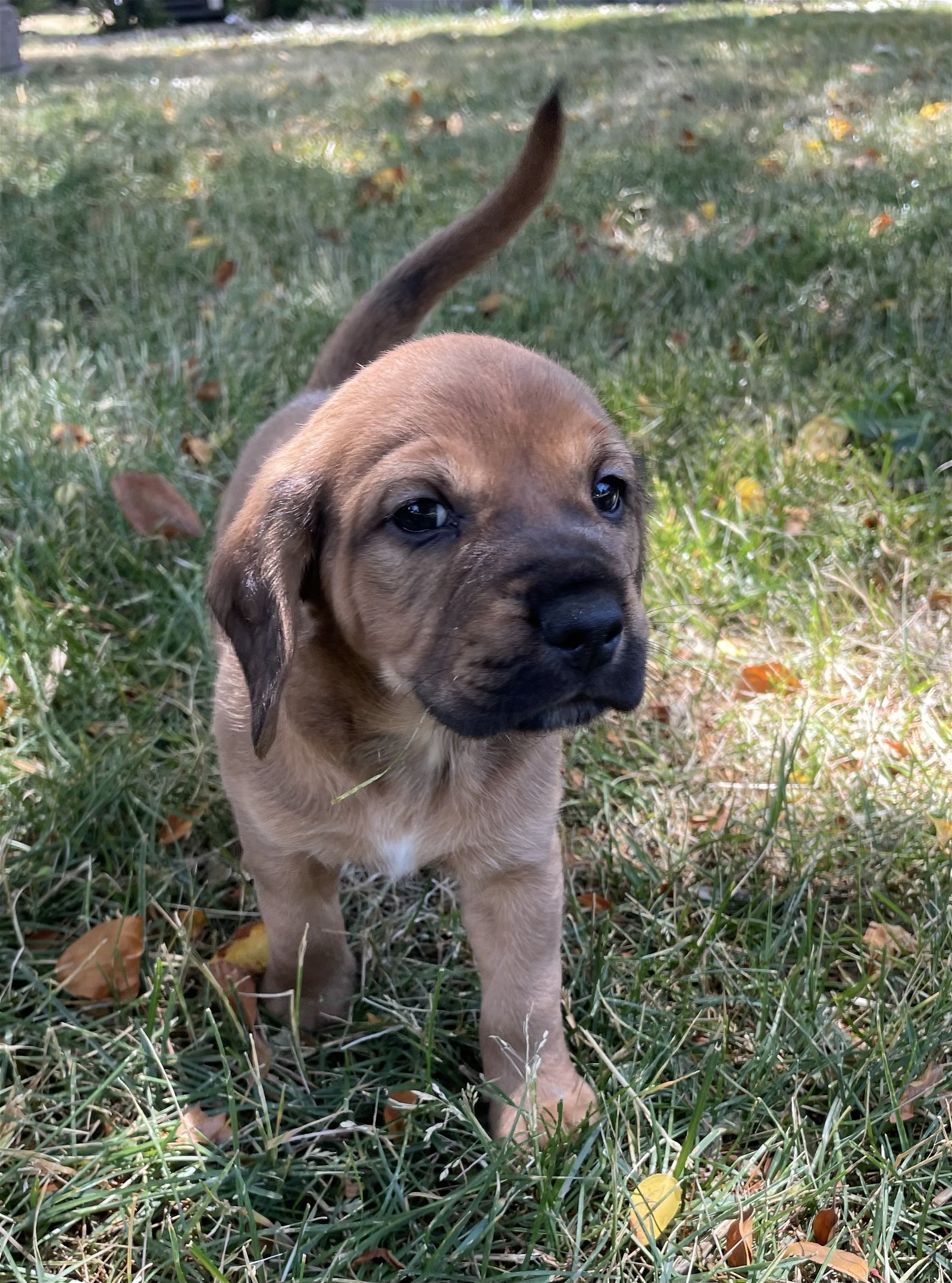 Dog for Adoption - Caesar, a Beagle in Frankfort, IL | Alpha Paw