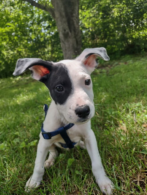 Elmer
