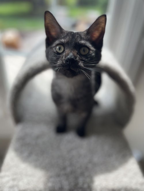 Noir
