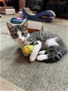 adoptable Cat in , IL named Jicama (with Radish)