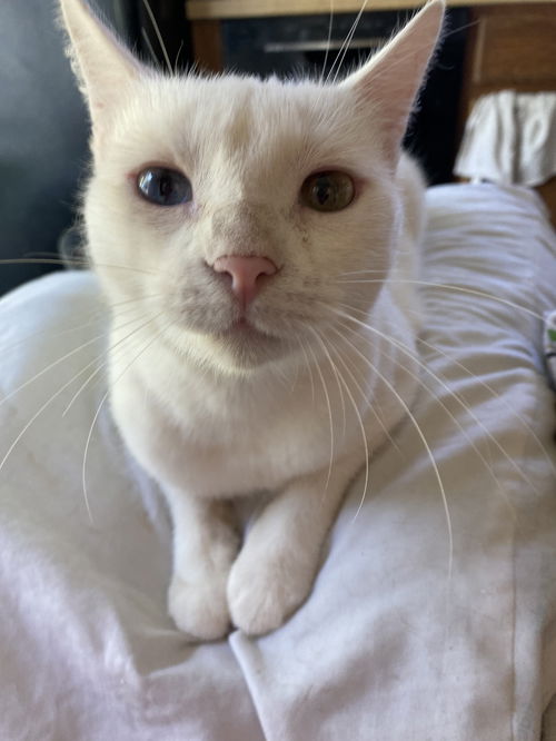 Qtip - Dual colored eyes