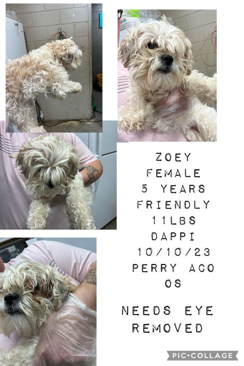 Zoey