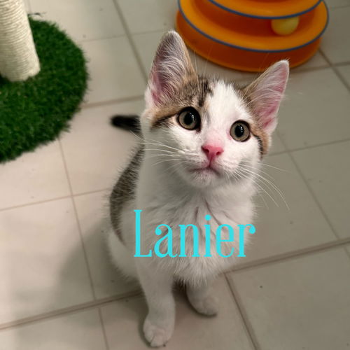 Lanier