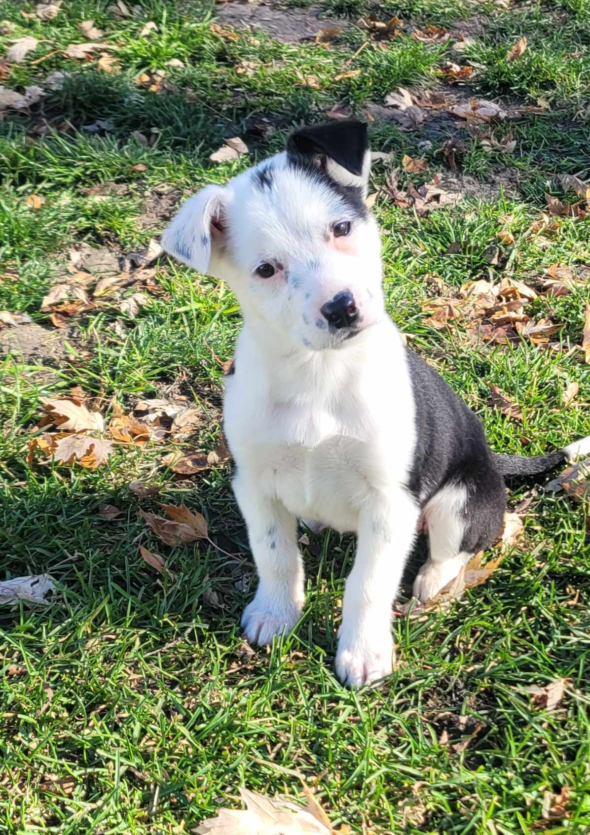 Dog for Adoption - Zira, a Terrier in Joliet, IL | Alpha Paw