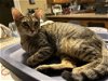 adoptable Cat in plainfield, IL named Susannah