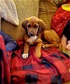 adoptable Dog in aurora, IL named Rosealyn