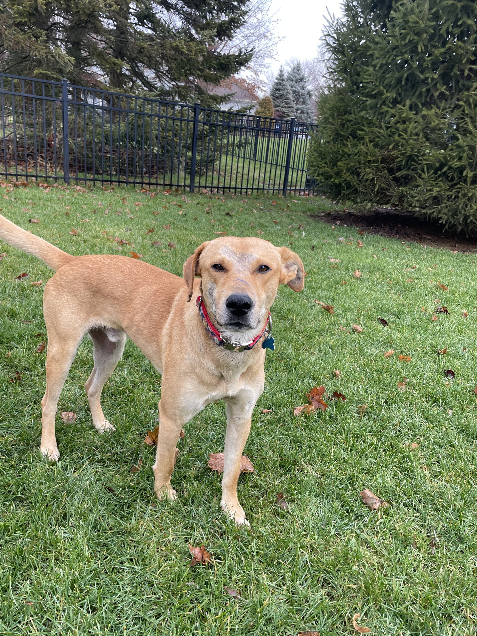 Dog for Adoption Tonto, a Labrador Retriever in Coal City, IL Alpha Paw