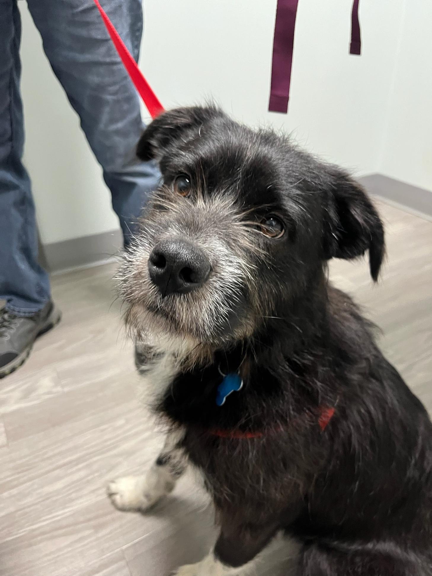 Dog for Adoption - Scruffy, a Terrier in Des Plaines, IL | Alpha Paw