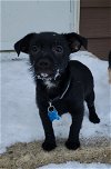 adoptable Dog in barrington, IL named Jojo