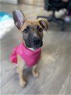 adoptable Dog in naperville, IL named Polly