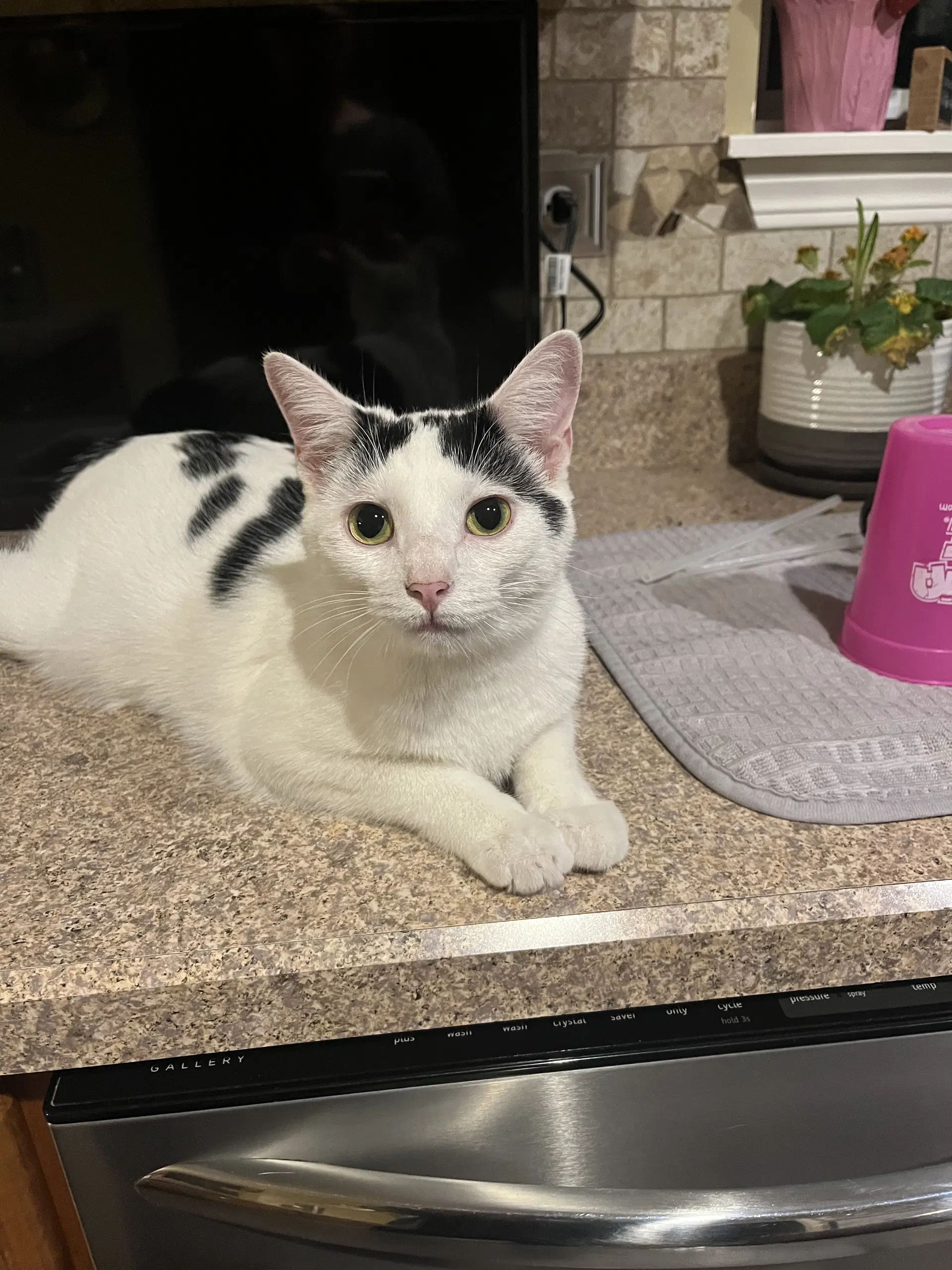 Sugar - Domestic Short Hair