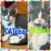 CATfish (with CATcher)
