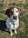 adoptable Dog in arlington heights, IL named Blackberry