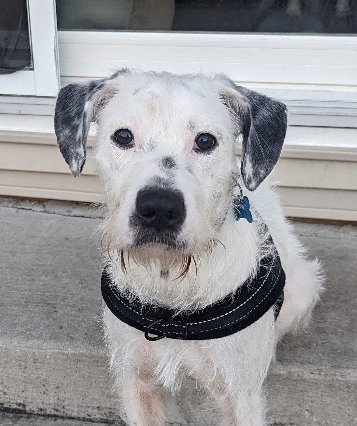 Dog for Adoption - Indy, a Terrier in Lowell, IN | Alpha Paw