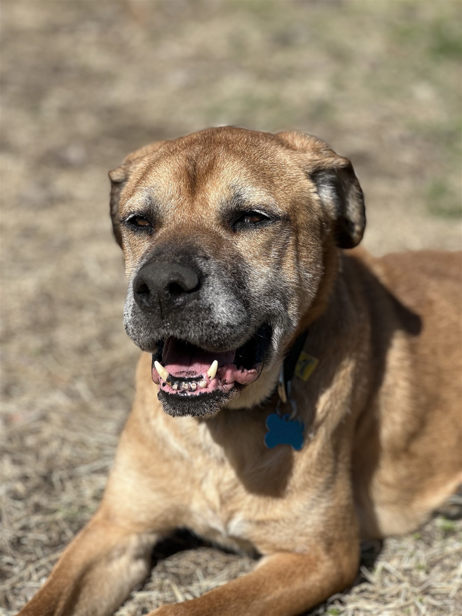 adoptable Dog in Chicago, IL named Rex