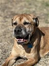 adoptable Dog in chicago, il, IL named Rex